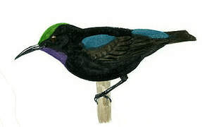 Black Sunbird