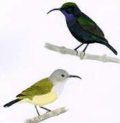 Black Sunbird