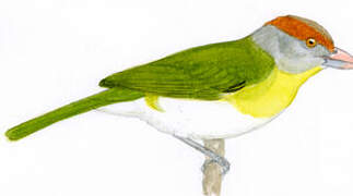 Rufous-browed Peppershrike