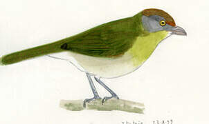 Rufous-browed Peppershrike