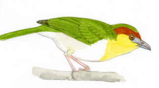 Rufous-browed Peppershrike