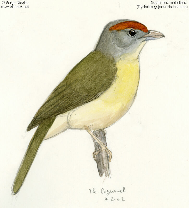 Rufous-browed Peppershrike, identification