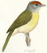 Rufous-browed Peppershrike