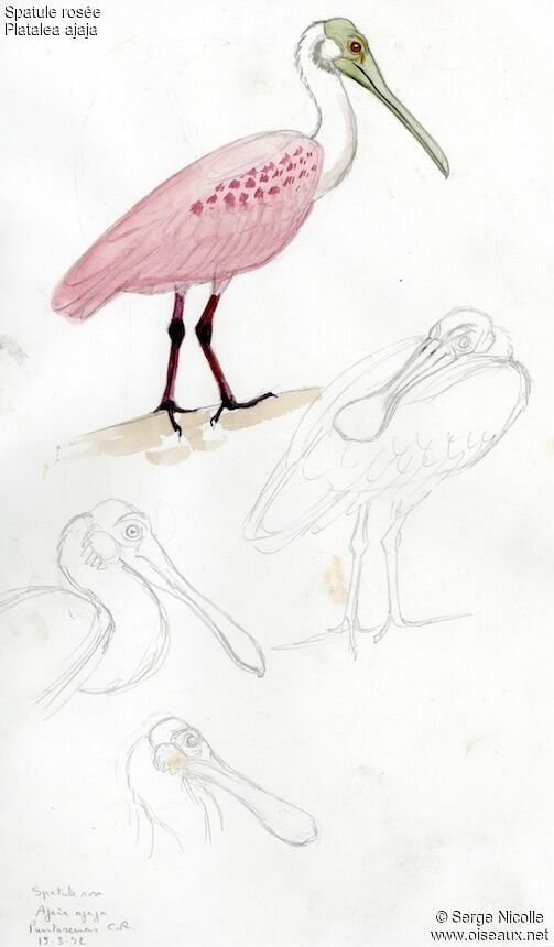 Roseate Spoonbill, identification