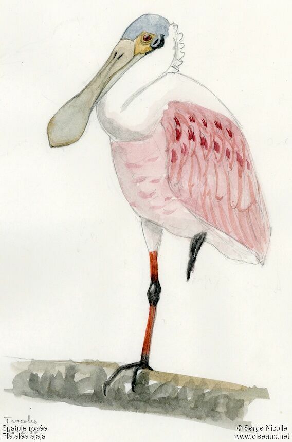 Roseate Spoonbill, identification