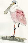 Roseate Spoonbill