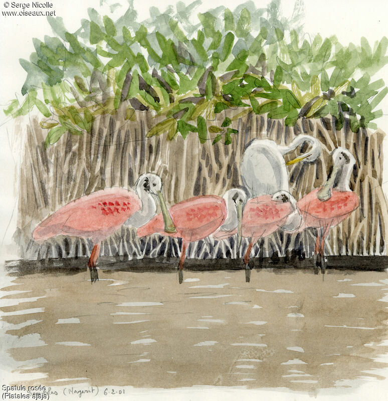 Roseate Spoonbill, identification