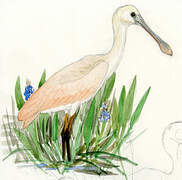 Roseate Spoonbill