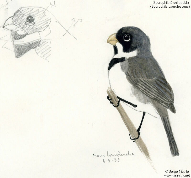 Double-collared Seedeater, identification