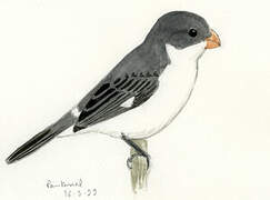 White-bellied Seedeater