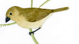 Yellow-bellied Seedeater