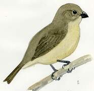 Yellow-bellied Seedeater