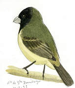 Yellow-bellied Seedeater