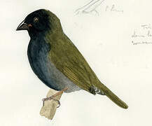 Black-faced Grassquit