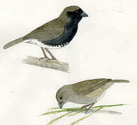 Black-faced Grassquit