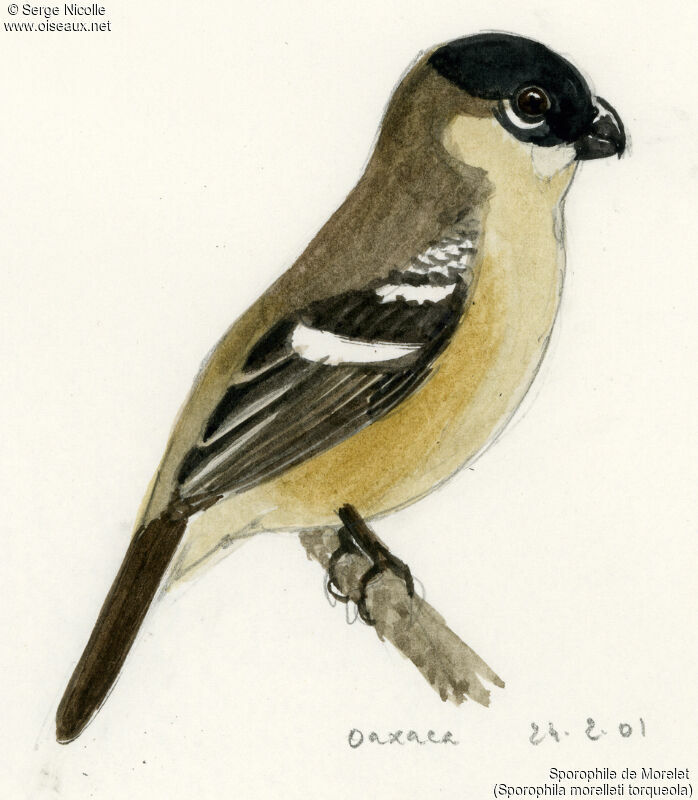 Morelet's Seedeater, identification