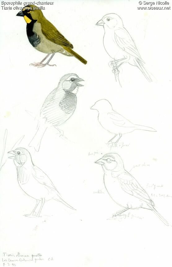 Yellow-faced Grassquit, identification