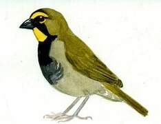 Yellow-faced Grassquit