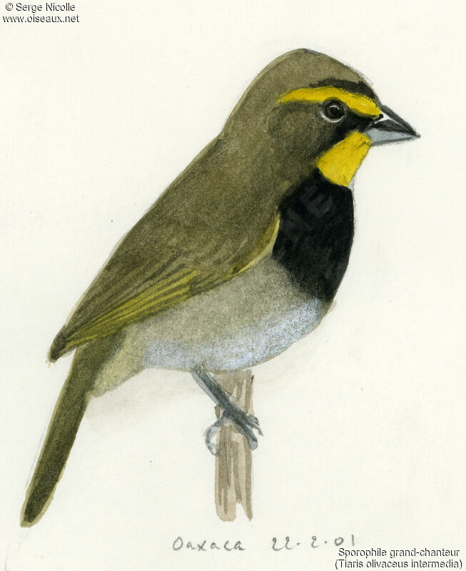 Yellow-faced Grassquit, identification