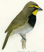 Yellow-faced Grassquit