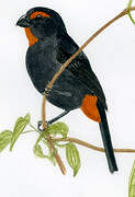 Greater Antillean Bullfinch