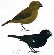 Variable Seedeater