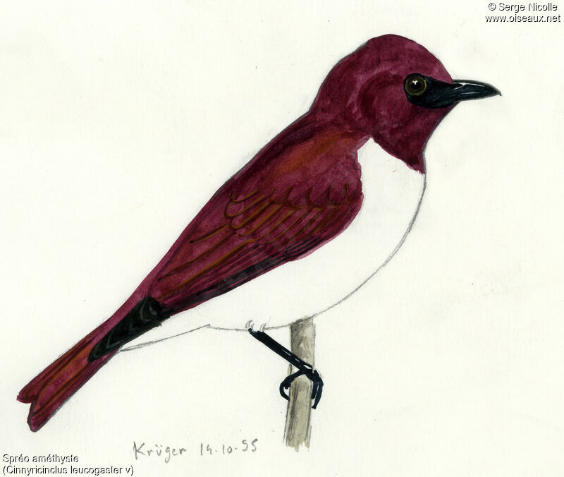 Violet-backed Starling, identification