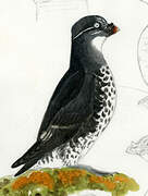 Least Auklet