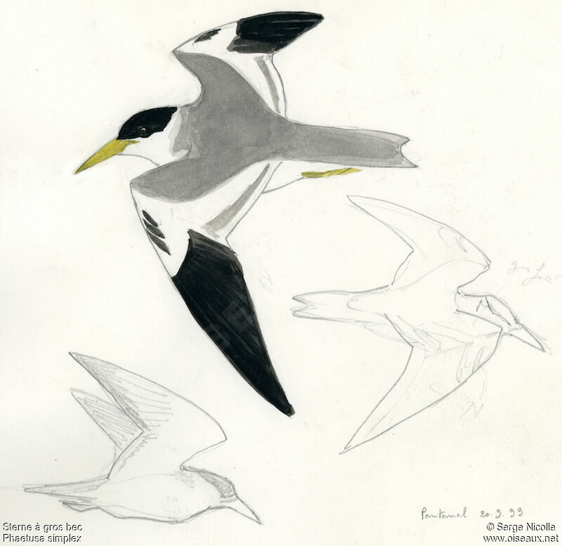 Large-billed Tern, identification