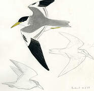 Large-billed Tern