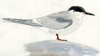 Arctic Tern