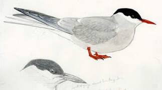 Arctic Tern