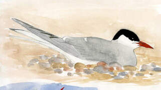 Arctic Tern