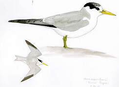 Yellow-billed Tern