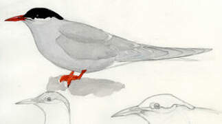 Antarctic Tern