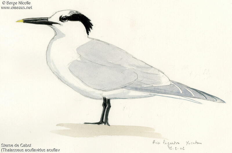 Cabot's Tern, identification