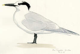 Cabot's Tern