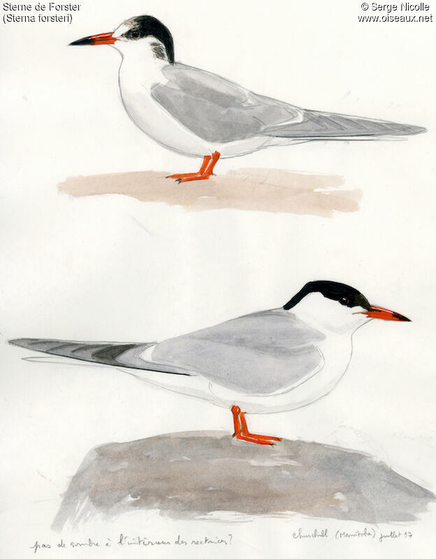 Forster's Tern, identification