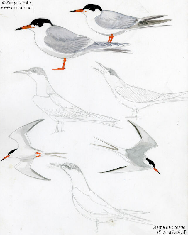Forster's Tern, identification