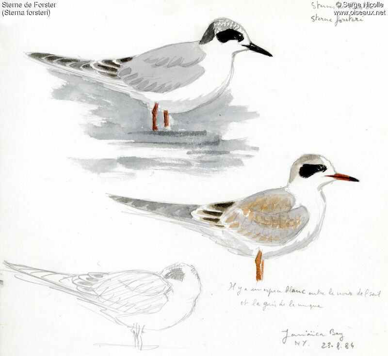 Forster's Ternjuvenile, identification