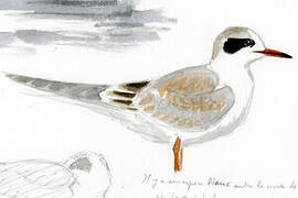 Forster's Tern