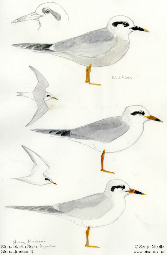 Snowy-crowned Tern, identification