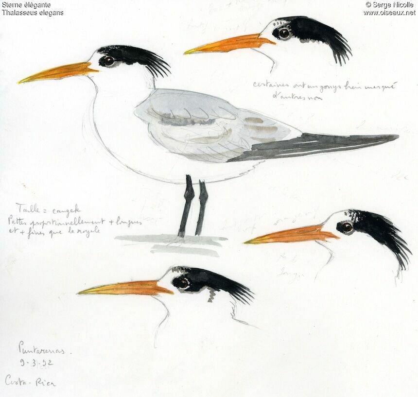 Sterne élégante, identification