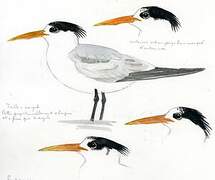 Elegant Tern