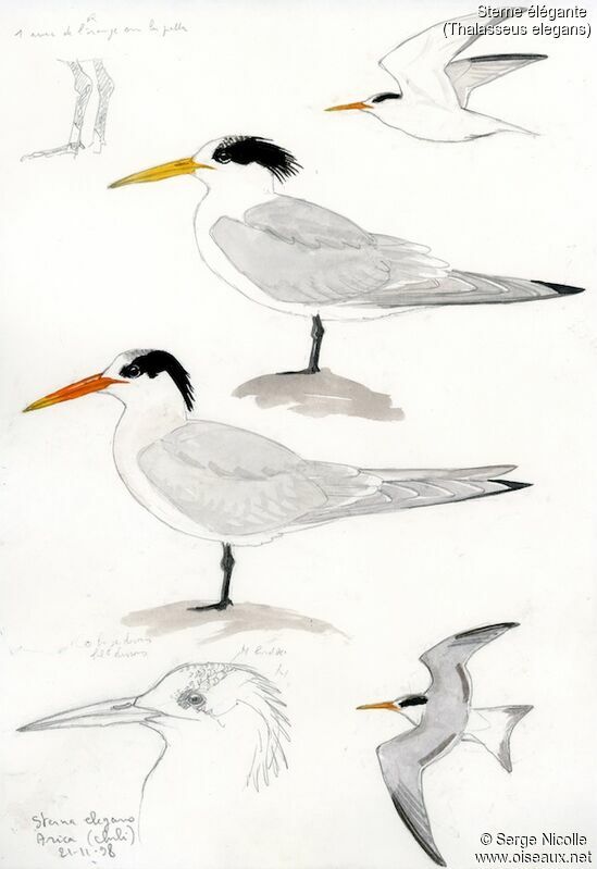 Elegant Tern, identification