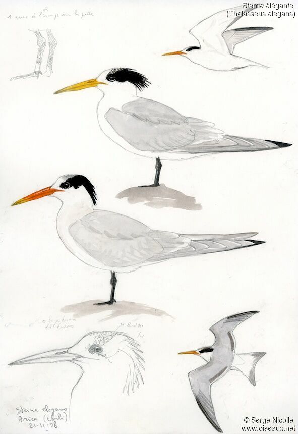 Elegant Tern, identification