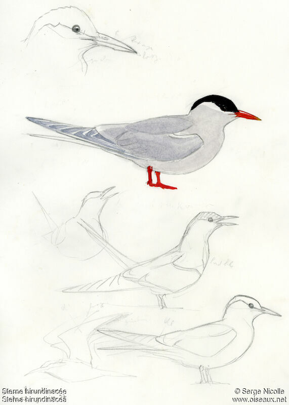 South American Tern, identification