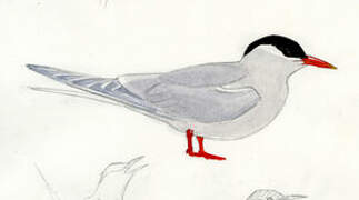 South American Tern