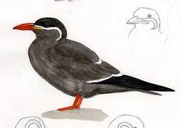 Inca Tern