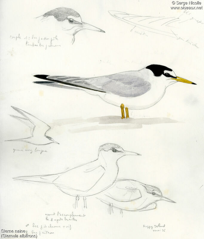 Little Tern, identification
